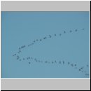 Grus grus - Kranich 09.jpg